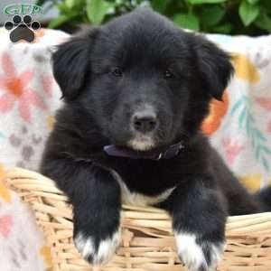 Paisley, Golden Retriever Mix Puppy