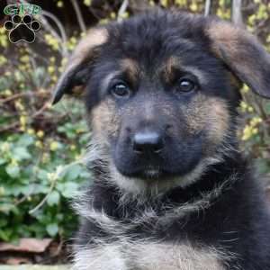Paisley, German Shepherd Puppy