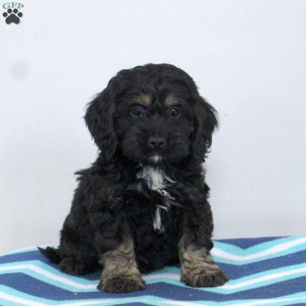 Paloma, Cockapoo Puppy