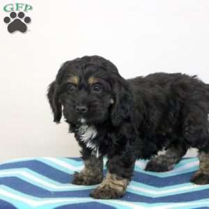 Paloma, Cockapoo Puppy