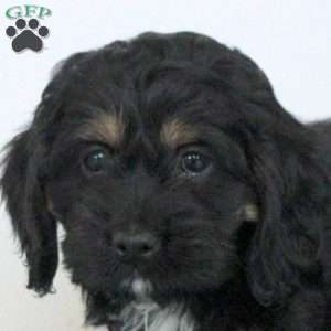 Paloma, Cockapoo Puppy