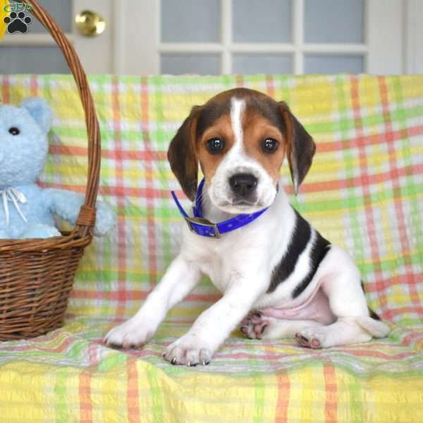 Parker, Beagle Puppy