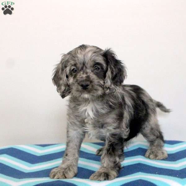 Parker, Cockapoo Puppy