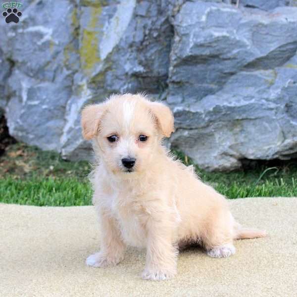 Parker, Westiepoo Puppy