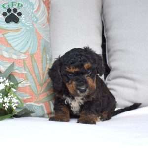 Parker, Bich-Poo Puppy