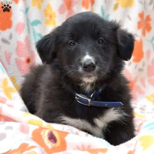 Parker, Golden Retriever Mix Puppy