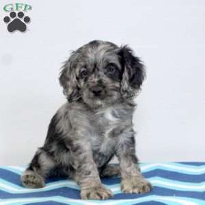 Parker, Cockapoo Puppy