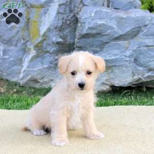 Parker, Westiepoo Puppy