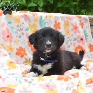 Parker, Golden Retriever Mix Puppy