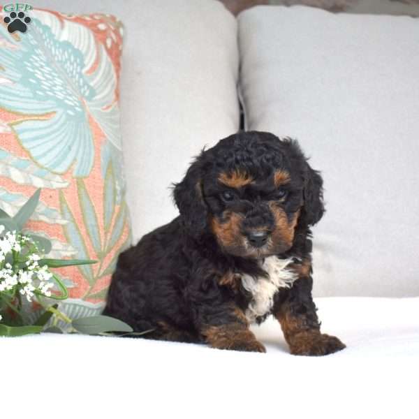 Parker, Bich-Poo Puppy