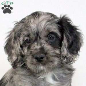 Parker, Cockapoo Puppy