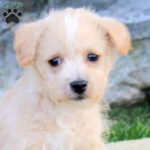 Parker, Westiepoo Puppy