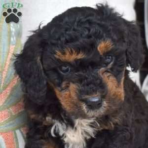 Parker, Bich-Poo Puppy