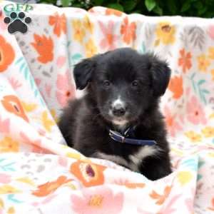Parker, Golden Retriever Mix Puppy