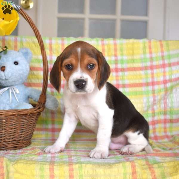 Patch, Beagle Puppy
