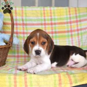 Patch, Beagle Puppy