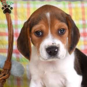 Patch, Beagle Puppy