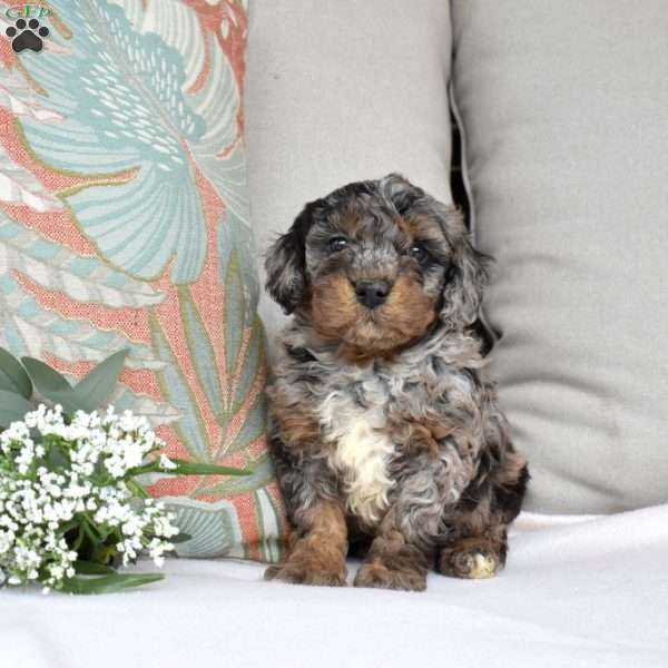 Patches, Bich-Poo Puppy