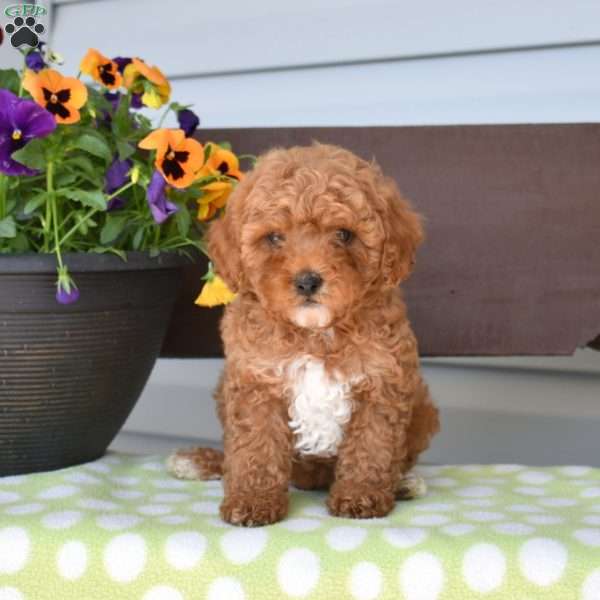 Patches, Miniature Poodle Puppy