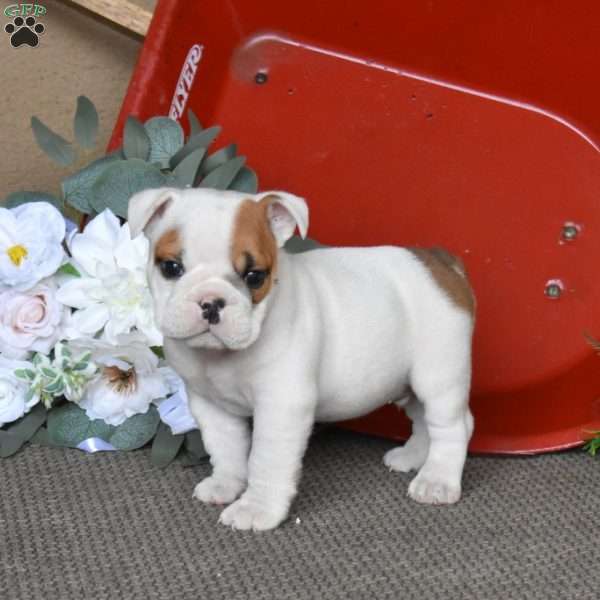 Patches, English Bulldog Puppy