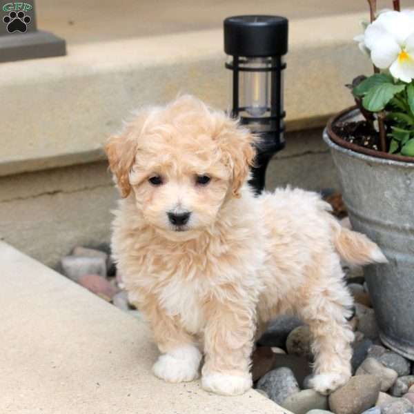 Patches, Bich-Poo Puppy