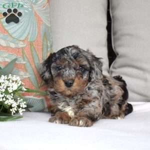 Patches, Bich-Poo Puppy