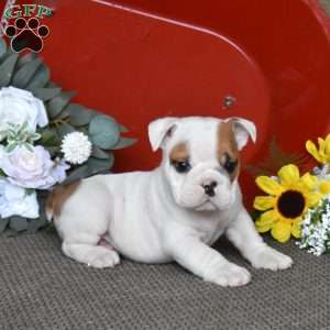 Patches, English Bulldog Puppy