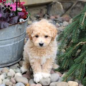 Patches, Bich-Poo Puppy