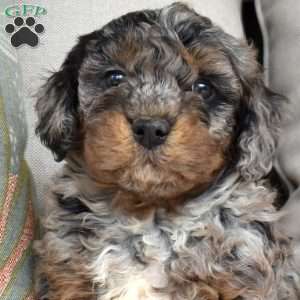 Patches, Bich-Poo Puppy