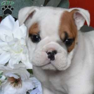 Patches, English Bulldog Puppy