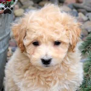 Patches, Bich-Poo Puppy