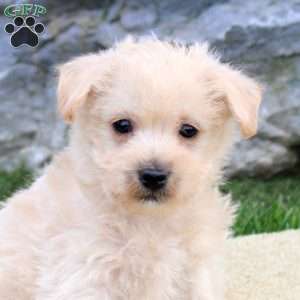 Patrick, Westiepoo Puppy