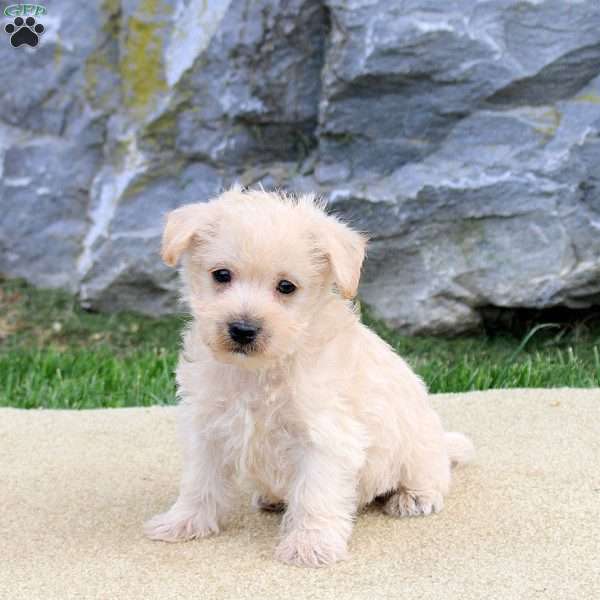 Patrick, Westiepoo Puppy