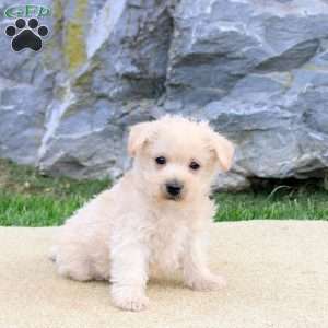 Patrick, Westiepoo Puppy