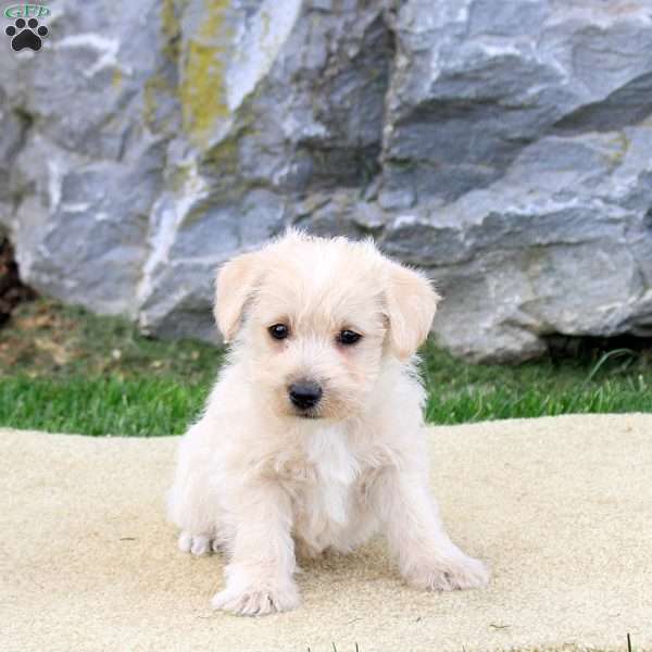 Patton, Westiepoo Puppy