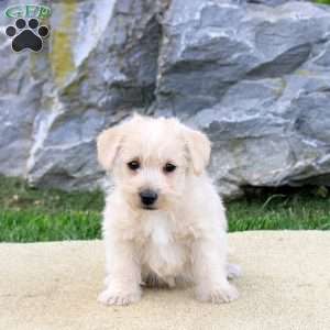 Patton, Westiepoo Puppy