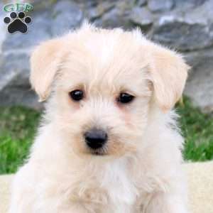 Patton, Westiepoo Puppy