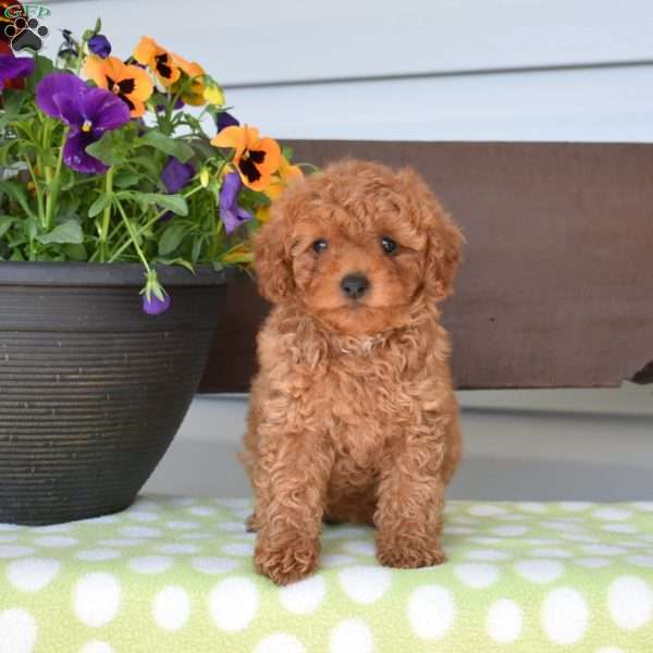 Patty, Miniature Poodle Puppy
