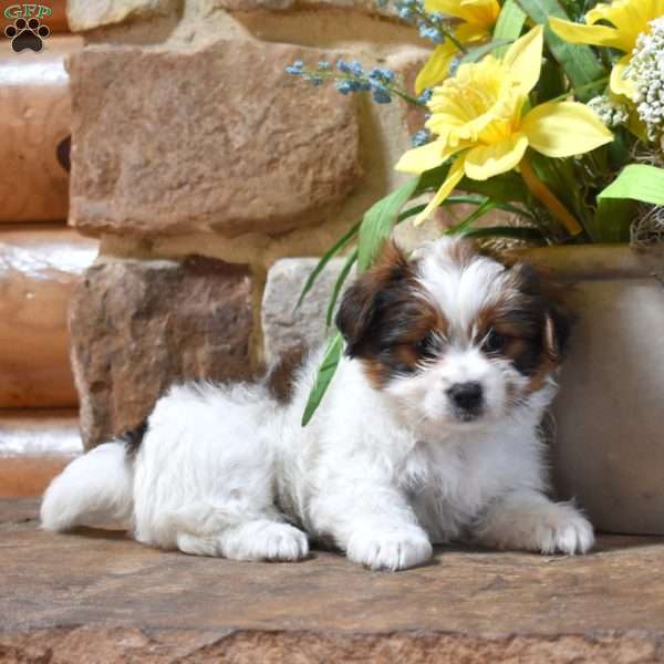 Peaches, Shih Tzu Mix Puppy