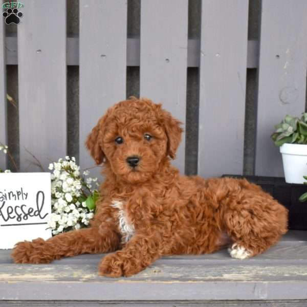 Peaches, Miniature Poodle Puppy