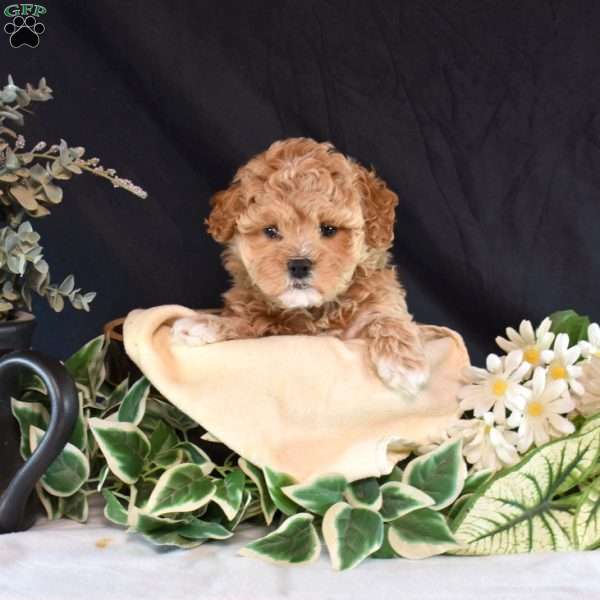 Peaches, Maltipoo Puppy