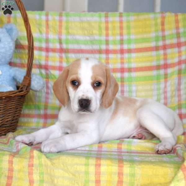 Peaches, Beagle Puppy