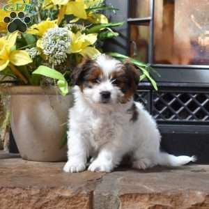 Peaches, Shih Tzu Mix Puppy