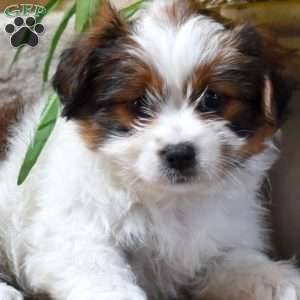 Peaches, Shih Tzu Mix Puppy