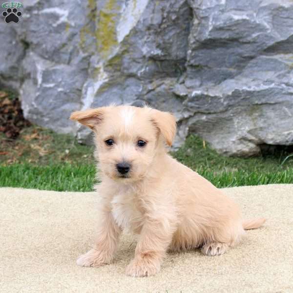 Peanut, Westiepoo Puppy