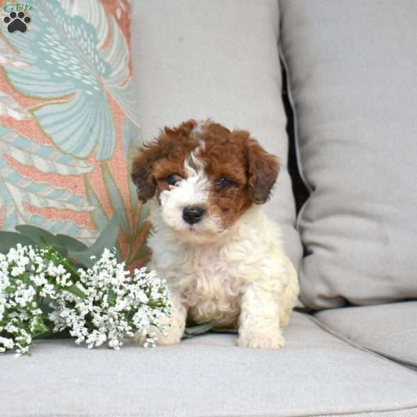 Peanut, Bich-Poo Puppy