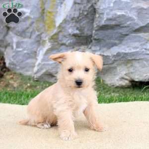 Peanut, Westiepoo Puppy