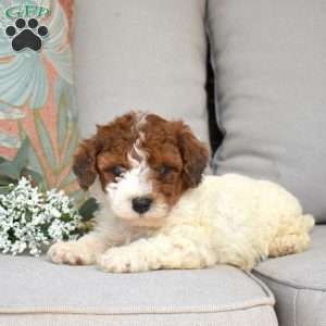 Peanut, Bich-Poo Puppy