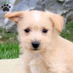 Peanut, Westiepoo Puppy