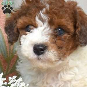 Peanut, Bich-Poo Puppy